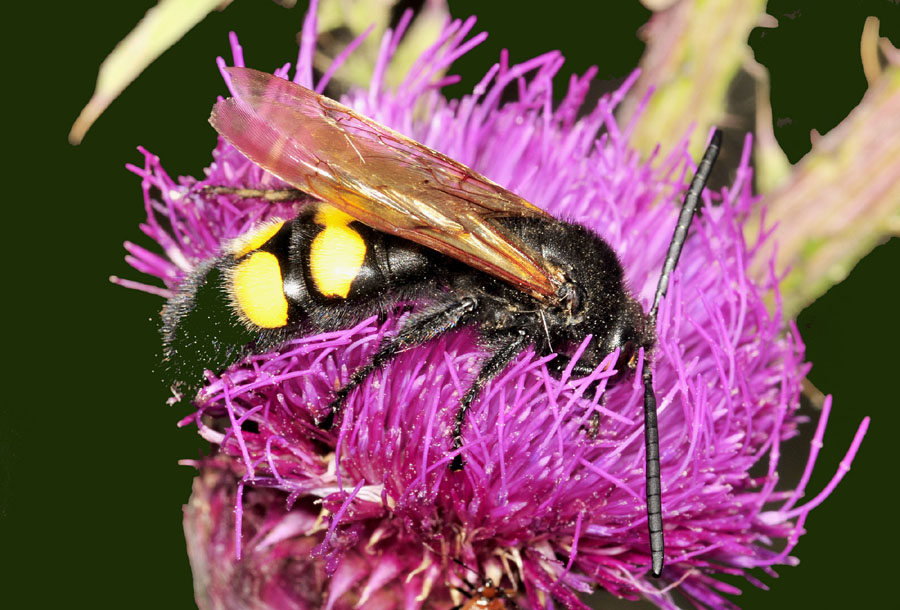 Scoliidae: Megascolia maculata (m&f di M.m. flavifrons  e f. di M.m. maculata).